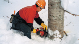 Gloves for protection from the cold
